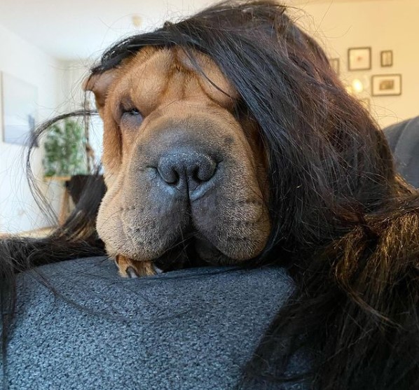 15 Pictures That Prove Shar Peis Are Perfect Weirdos 11