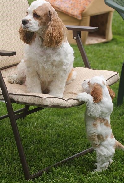 15 Pictures That Prove Cocker Spaniels Are Perfect Weirdos 9
