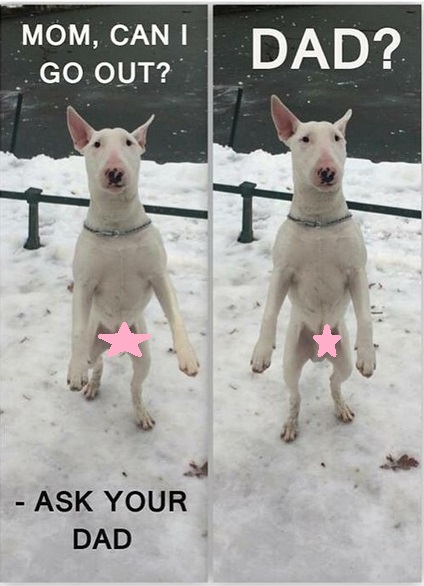 15 Funny Bull Terrier Memes To Make Your Day 11