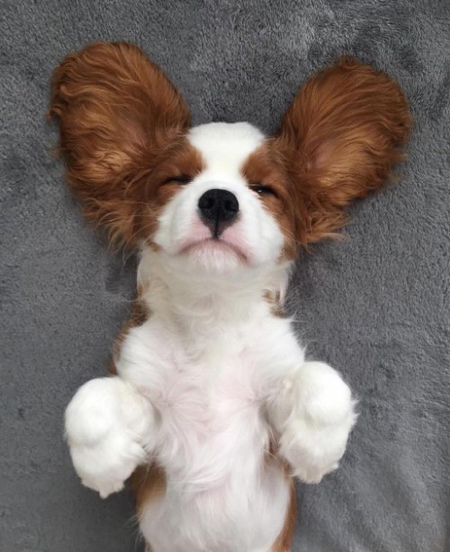 15 Pictures That Prove Cavalier King Charles Spaniels Are Perfect Weirdos 11