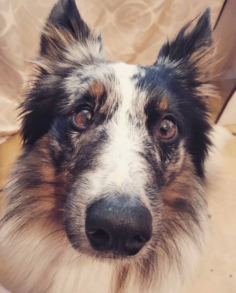 15 Pictures That Prove Border Collies Are Perfect Weirdos 11 15 Pictures That Prove Border Collies Are Perfect Weirdos 11