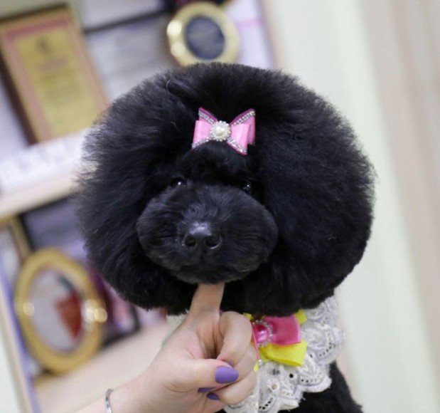 15 Pictures That Prove Poodles Are Perfect Weirdos 10