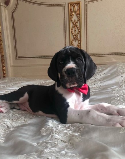 15 Pictures That Prove Great Danes Are Perfect Weirdos 11