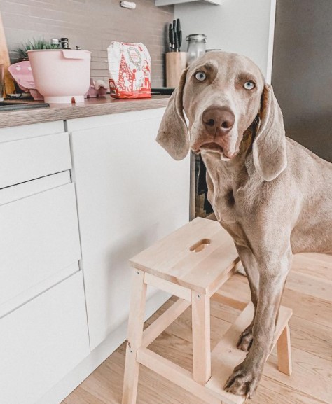 16 Pictures That Prove Weimaraners Are Perfect Weirdos 11