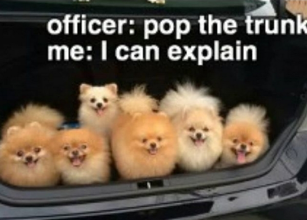 15 Funny Pomeranian Memes To Make Your Day 11