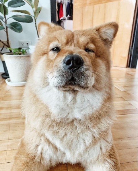15 Pictures That Prove Chow Chows Are Perfect Weirdos 11