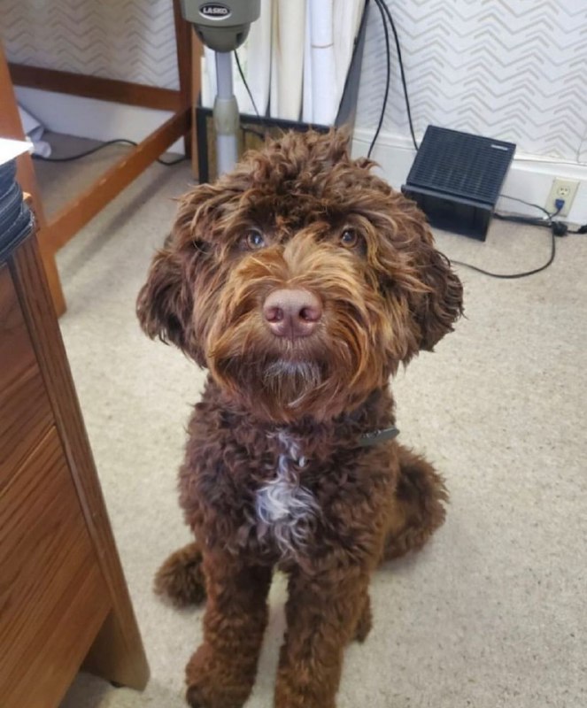 Portuguese Wasserhund or Portuguese Water Dog 35