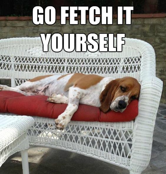 15 Funny Basset Hound Memes To Make Your Day 11
