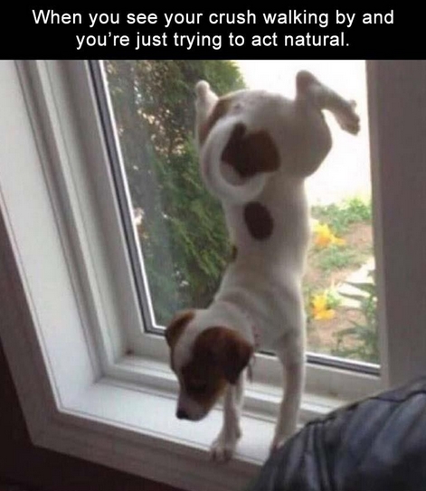 15 Funny Jack Russell Memes To Make Your Day 11 15 Funny Jack Russell Memes To Make Your Day 11
