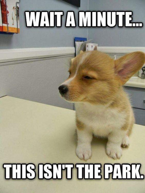 15 Funny Corgi Memes To Make Your Day 10