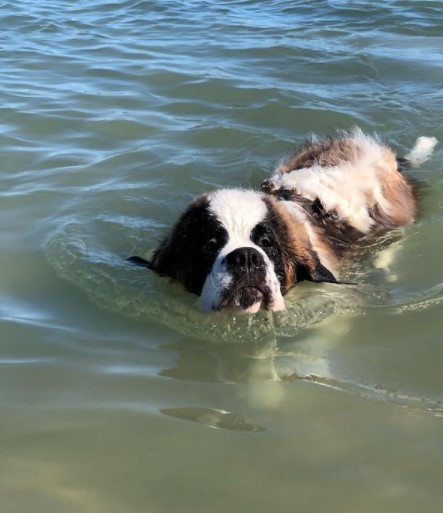 15 Pictures That Prove St Bernards Are Perfect Weirdos 11
