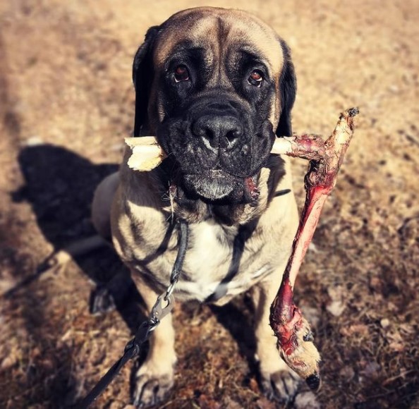 15 Pictures That Prove English Mastiffs Are Perfect Weirdos 11