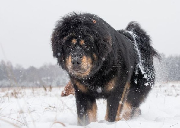 15 Pictures That Prove Tibetan Mastiffs Are Perfect Weirdos 11