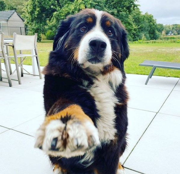 15 Pictures That Prove Bernese Mountain Dogs Are Perfect Weirdos 11