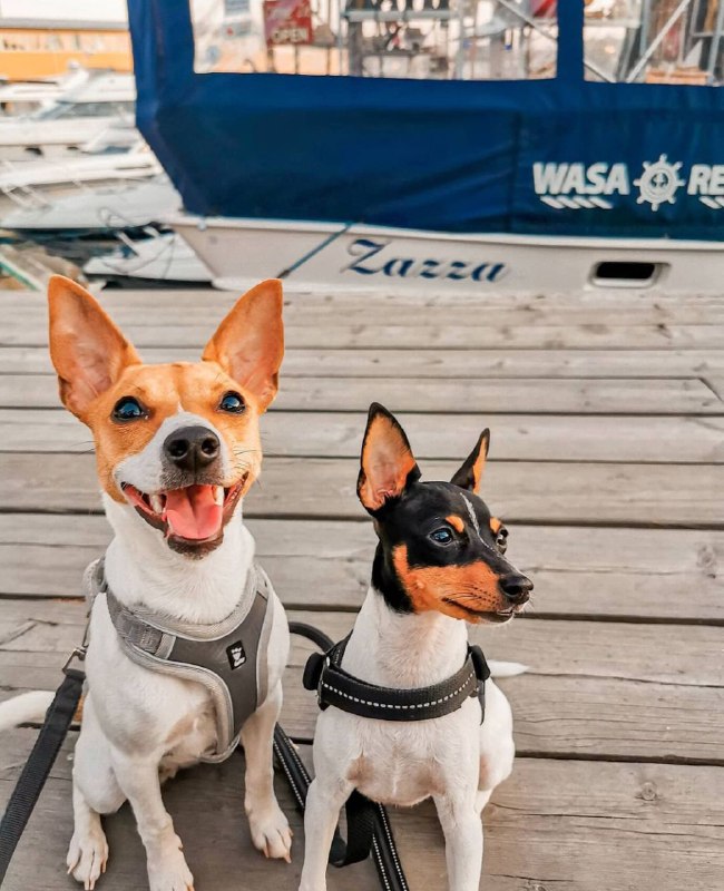 American Toy Fox Terrier 30