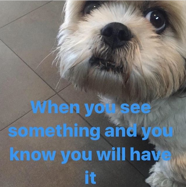 15 Funny Shih Tzu Memes To Make Your Day 11 15 Funny Shih Tzu Memes To Make Your Day 11