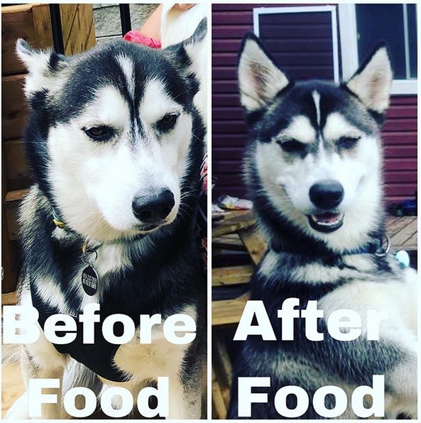15 Funny Siberian Husky Memes To Make Your Day 11