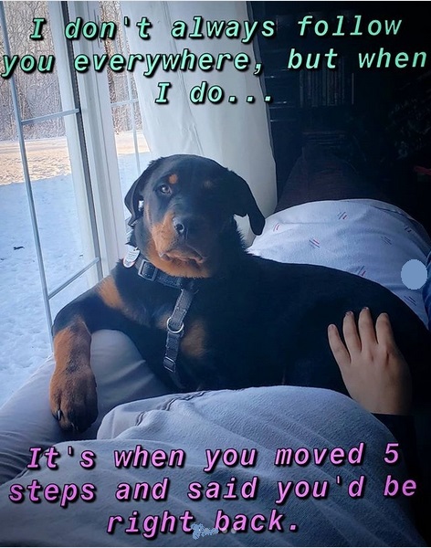 15 Funny Rottweiler Memes To Make Your Day 11 15 Funny Rottweiler Memes To Make Your Day 11