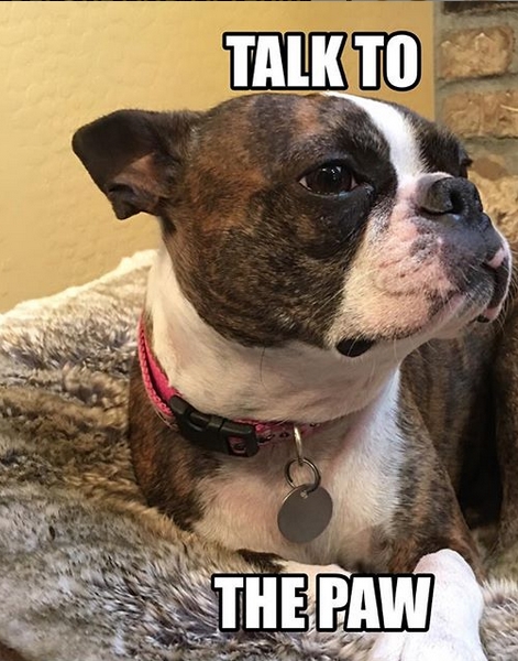 15 Funny Boston Terrier Memes To Make Your Day 11