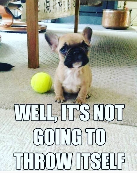 15 Funny French Bulldog Memes To Make Your Day 11 15 Funny French Bulldog Memes To Make Your Day 11