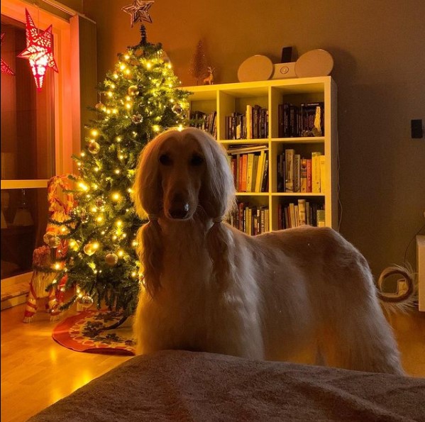 15 Pictures That Prove Afghan Hounds Are Perfect Weirdos 10