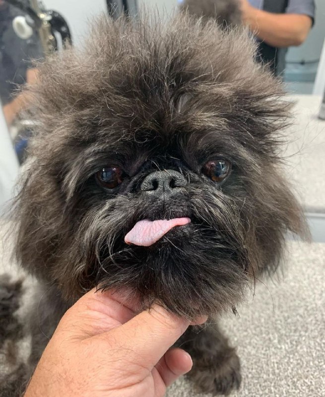 Affenpinscher 26