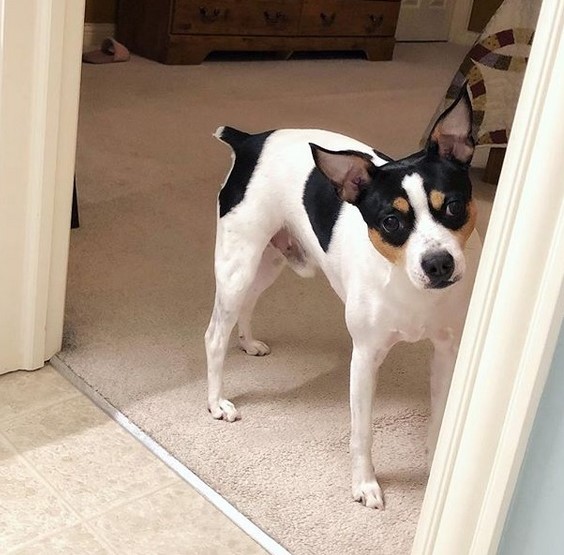 15 Pictures That Prove Rat Terriers Are Perfect Weirdos 11 15 Pictures That Prove Rat Terriers Are Perfect Weirdos 11
