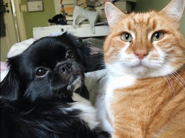 16 Pictures That Prove Tibetan Spaniels Are Perfect Weirdos 11