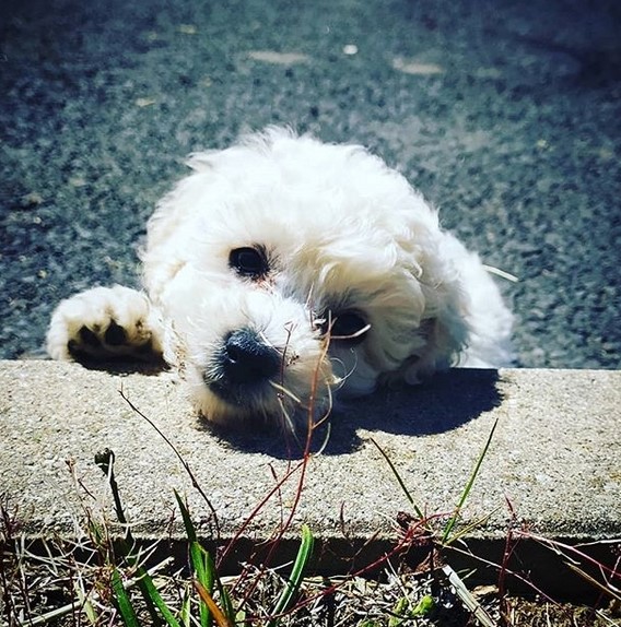 15 Pictures That Prove Bolognese Dogs Are Perfect Weirdos 11 15 Pictures That Prove Bolognese Dogs Are Perfect Weirdos 11