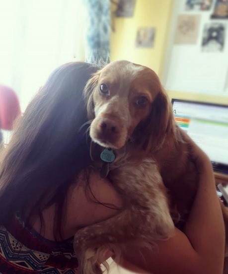 15 Pictures That Prove Brittany Spaniels Are Perfect Weirdos 11