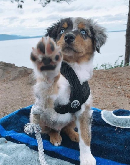 15 Pictures That Prove Australian Shepherds Are Perfect Weirdos 11