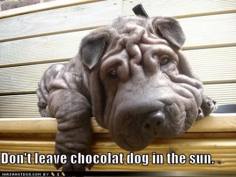 15 Funny Shar-Pei Memes To Make Your Day 11