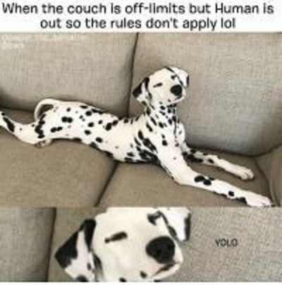 15 Funny Dalmatian Memes To Make Your Day 11 15 Funny Dalmatian Memes To Make Your Day 11