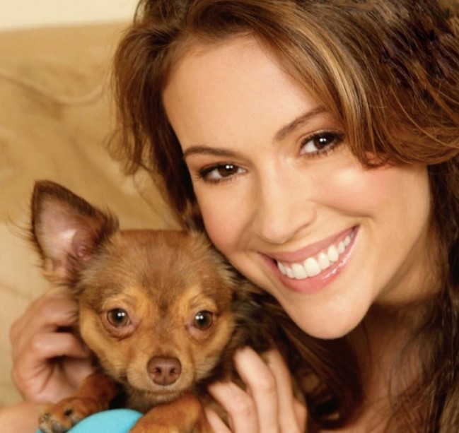 15 Celebrities Who Are Major Chihuahua Lovers 9 15 Celebrities Who Are Major Chihuahua Lovers 9