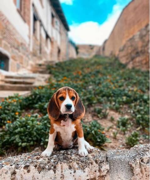 Beagles: Active Hunters 23