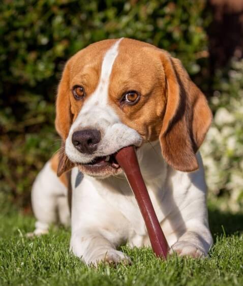 Beagles: Active Hunters 22