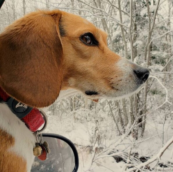 Beagles: Active Hunters 28