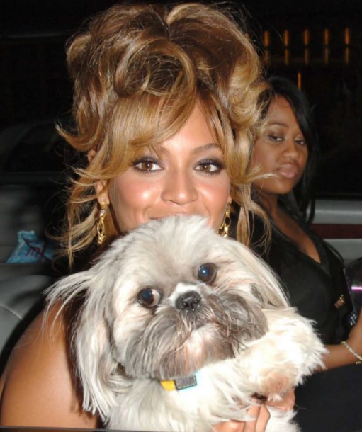 13 Celebrities Who Are Major Shih Tzu Lovers 11 13 Celebrities Who Are Major Shih Tzu Lovers 11