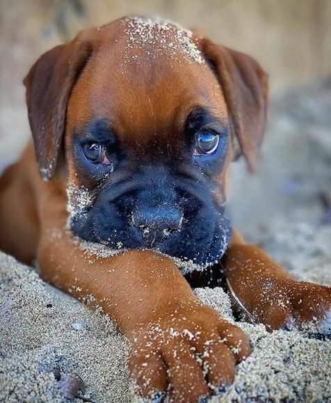Boxers: Brave Guards 26