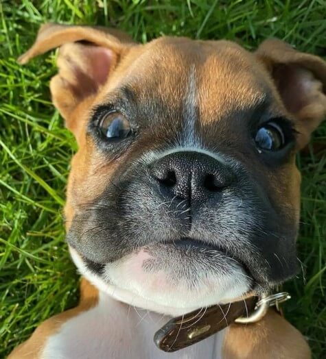 Boxers: Brave Guards 24