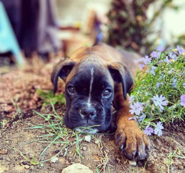 Boxers: Brave Guards 28