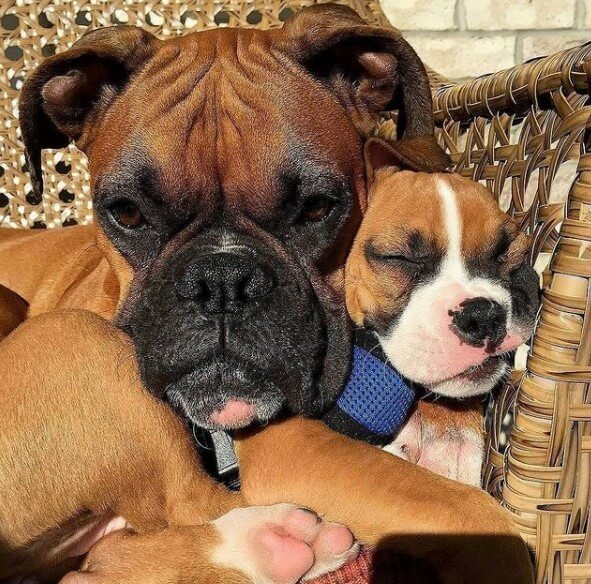 Boxers: Brave Guards 22