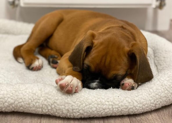 Boxers: Brave Guards 25