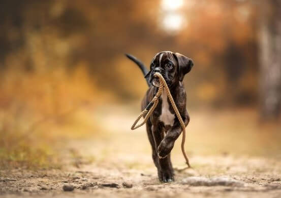 Boxers: Brave Guards 27