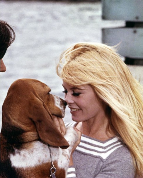 13 Celebrities Who Are Major Basset Hound Lovers 11 13 Celebrities Who Are Major Basset Hound Lovers 11