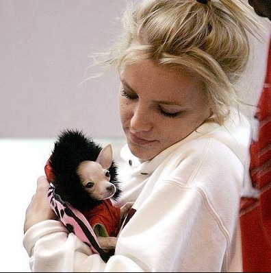 15 Celebrities Who Are Major Chihuahua Lovers 9