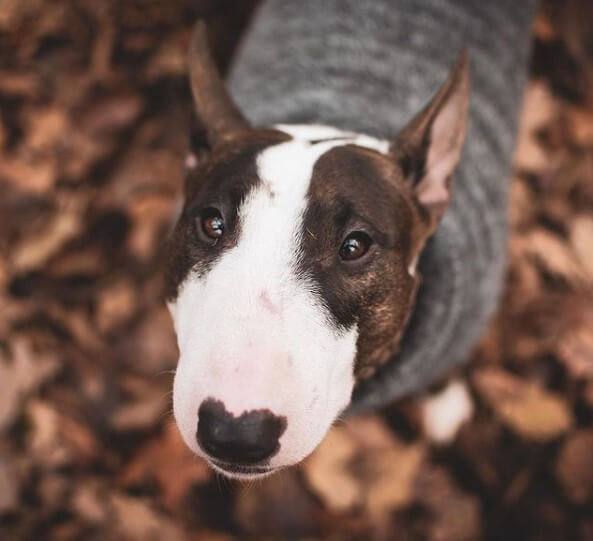 Bull Terriers: Hereditary English Aristocrats 21