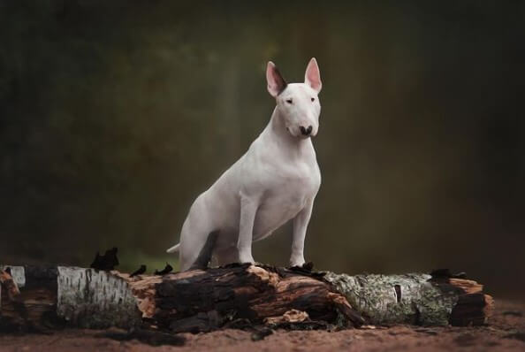 Bull Terriers: Hereditary English Aristocrats 23