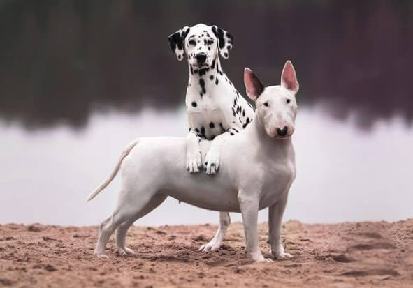 Bull Terriers: Hereditary English Aristocrats 24