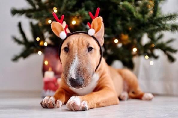 Bull Terriers: Hereditary English Aristocrats 22